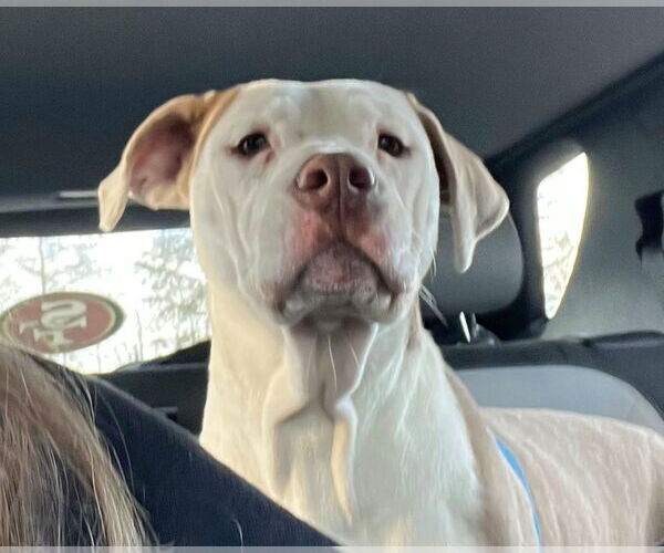 Medium Photo #18 Mutt Puppy For Sale in Mount Laurel, NJ, USA