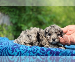 Poodle (Toy) Puppy for sale in DYERSBURG, TN, USA