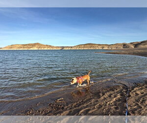 Pearl Jam - Female Mutt Dog for Adoption - Photo #4
