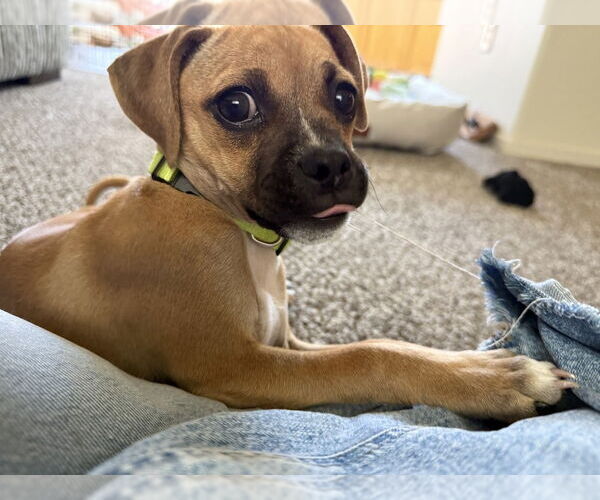 Medium Photo #4 Chug Puppy For Sale in Dana Point, CA, USA