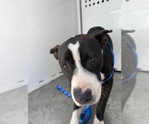American Pit Bull Terrier Dogs for adoption in Stockton, CA, USA