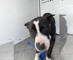 Small American Pit Bull Terrier