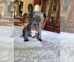 Small Photo #10 French Bulldog Puppy For Sale in FAYETTEVILLE, NC, USA