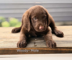 Small #1 Labradoodle