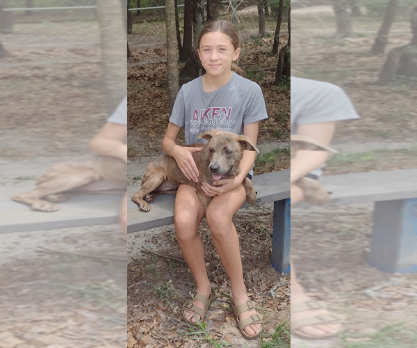 Medium Photo #2 Labrador Retriever-Mountain Cur Mix Puppy For Sale in Camden, SC, USA