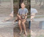 Small #1 Labrador Retriever-Mountain Cur Mix