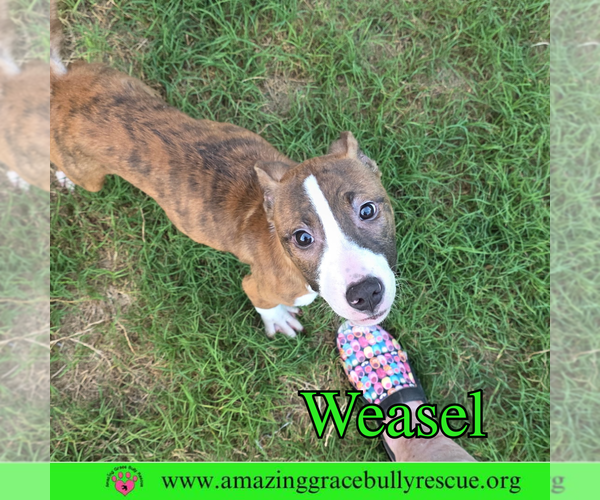 Medium Photo #3 Basenji-Unknown Mix Puppy For Sale in Pensacola, FL, USA