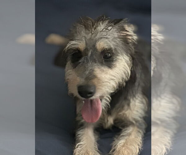 Medium Photo #4 Mutt Puppy For Sale in Morganville, NJ, USA