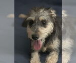Small #3 Mutt