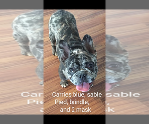 French Bulldog Puppy for sale in BARDSTOWN, KY, USA