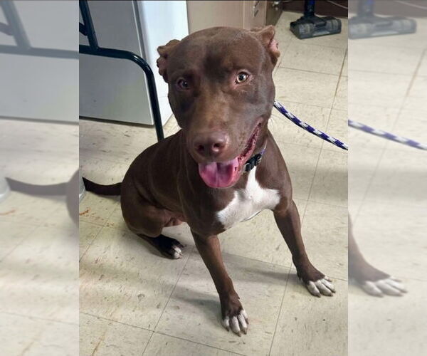 Medium Photo #4 American Pit Bull Terrier-Labrador Retriever Mix Puppy For Sale in Princeton, MN, USA