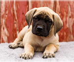 Puppy Missy Mastiff
