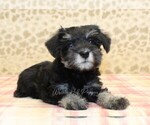 Small #1 Schnauzer (Miniature)