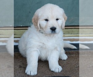 Golden Retriever Puppy for sale in PARTRIDGE, KS, USA