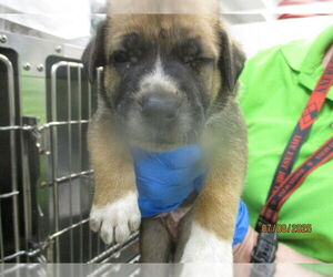 American Pit Bull Terrier-Poodle (Standard) Mix Dogs for adoption in Oklahoma City, OK, USA