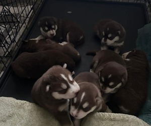 Alusky Puppy for sale in LUSBY, MD, USA
