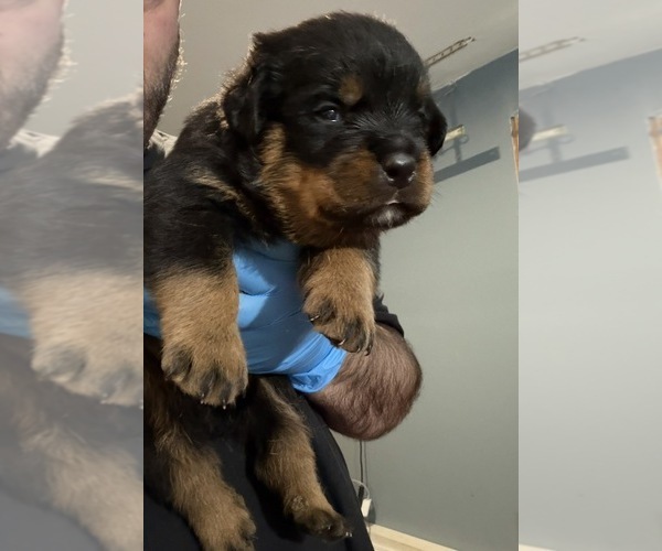 Medium Photo #5 Rottweiler Puppy For Sale in WALLINGFORD, CT, USA
