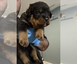 Small #4 Rottweiler