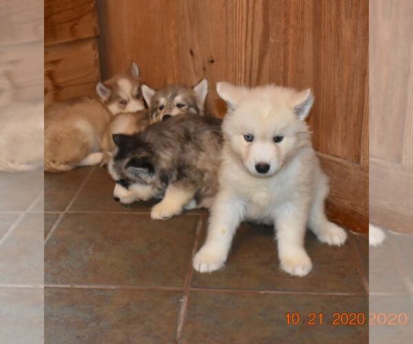 Medium Photo #16 Siberian Husky Puppy For Sale in DINWIDDIE, VA, USA