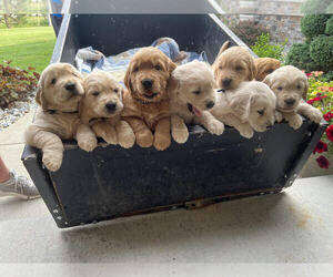 Golden Retriever Puppy for sale in MIDLAND, MI, USA