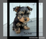 Small #1 Yorkshire Terrier
