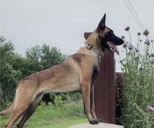 Mother of the Belgian Malinois puppies born on 07/26/2022