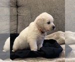 Small #12 English Cream Golden Retriever
