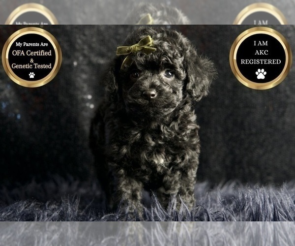 Medium Photo #1 Poodle (Miniature) Puppy For Sale in WARSAW, IN, USA
