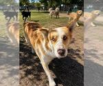 Small Border Collie-Siberian Husky Mix