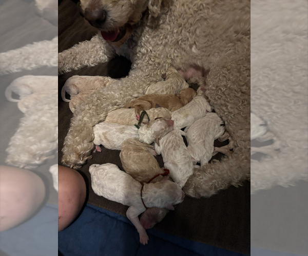 Medium Photo #1 Goldendoodle Puppy For Sale in PORT LEYDEN, NY, USA