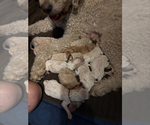 Small Goldendoodle