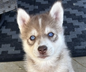 Siberian Husky Puppy for sale in WORTHINGTON, KY, USA