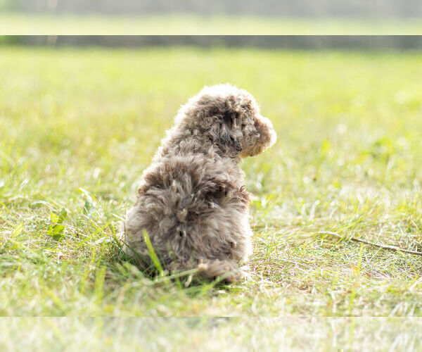 Medium Photo #7 Poodle (Miniature) Puppy For Sale in WARSAW, IN, USA