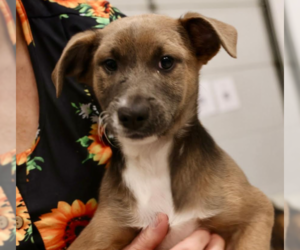 Mutt Dogs for adoption in Brooklyn Center, MN, USA