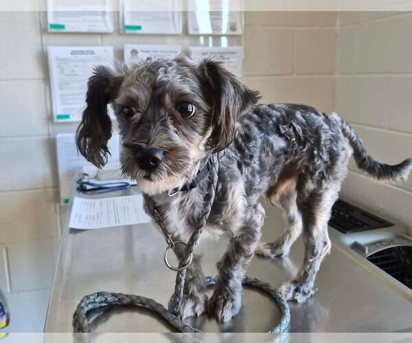 Medium Photo #3 Poodle (Miniature)-Unknown Mix Puppy For Sale in Mundelein, IL, USA