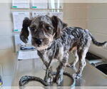 Small Photo #3 Poodle (Miniature)-Unknown Mix Puppy For Sale in Mundelein, IL, USA