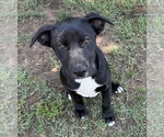 Small #19 Labrador Retriever Mix
