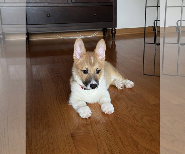 Medium Photo #3 Mutt Puppy For Sale in Wheaton, IL, USA
