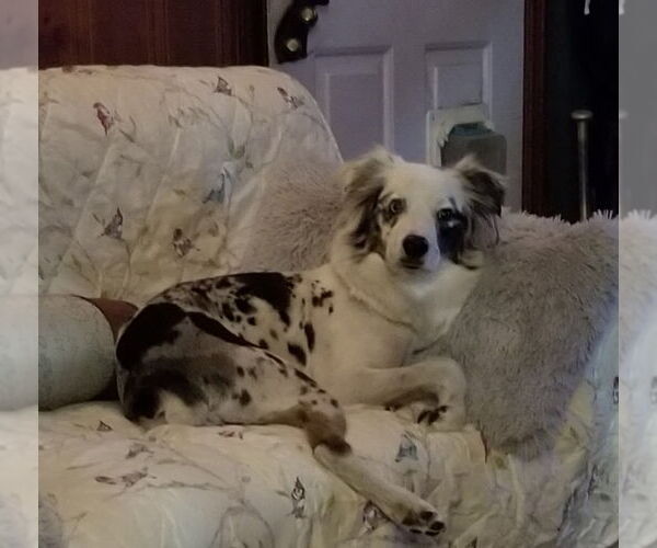 Medium Photo #6 Australian Shepherd Puppy For Sale in Oviedo, FL, USA