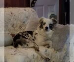 Small #5 Australian Shepherd