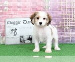 Small Photo #4 Cavachon Puppy For Sale in BEL AIR, MD, USA