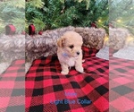 Small #7 Maltipoo