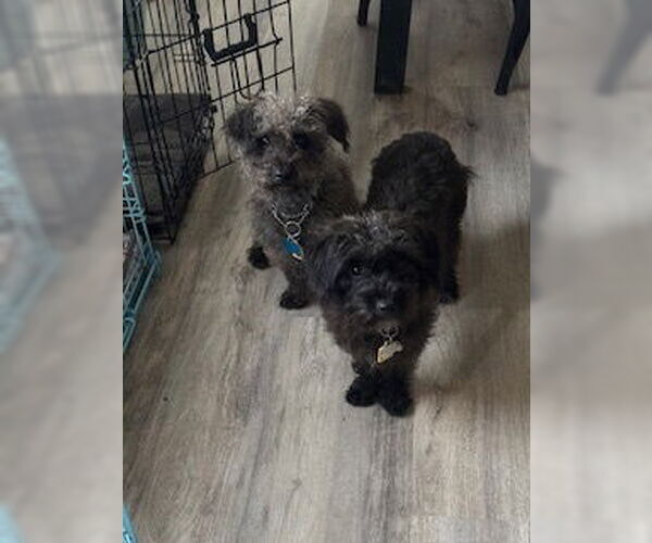 Medium Photo #4 Mutt Puppy For Sale in Plymouth, MN, USA