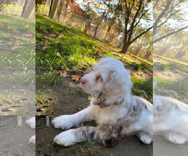Medium Photo #6 Cocker Spaniel Puppy For Sale in Lewistown, PA, USA