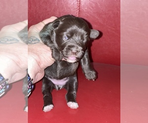 Schnauzer (Miniature) Puppy for sale in WEST BRANCH, IA, USA