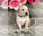 Puppy Mr Black Golden Retriever