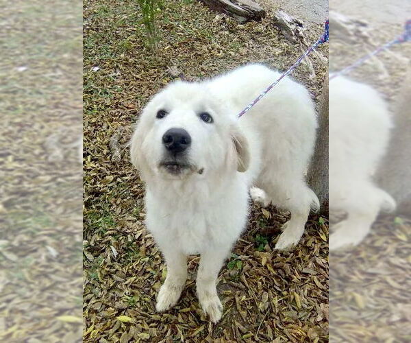 Medium Photo #5 Great Pyrenees Puppy For Sale in Spring, TX, USA
