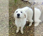 Small #4 Great Pyrenees