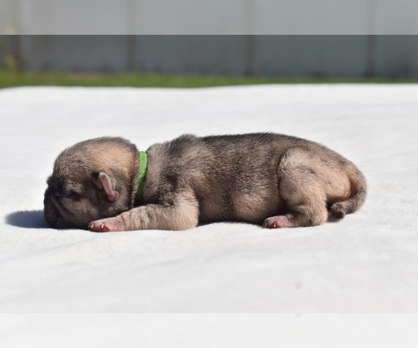 Medium Photo #4 Pug Puppy For Sale in PALM COAST, FL, USA