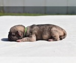 Small #3 Pug